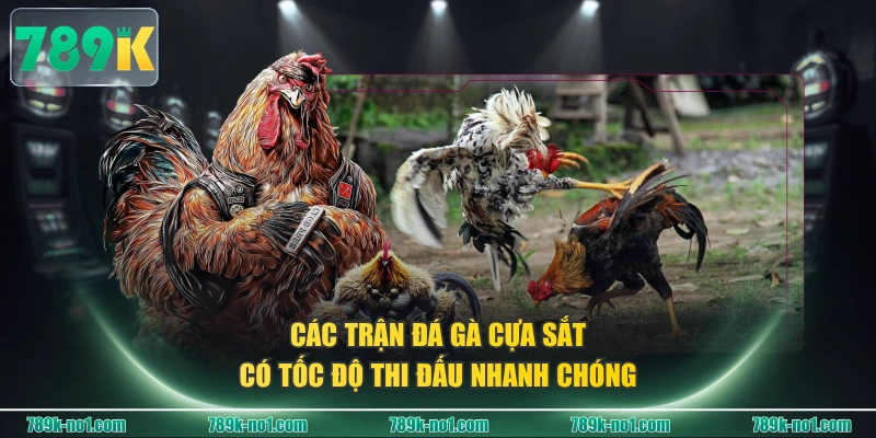 Các trận đá gà cựa sắt có tốc độ thi đấu nhanh chóng