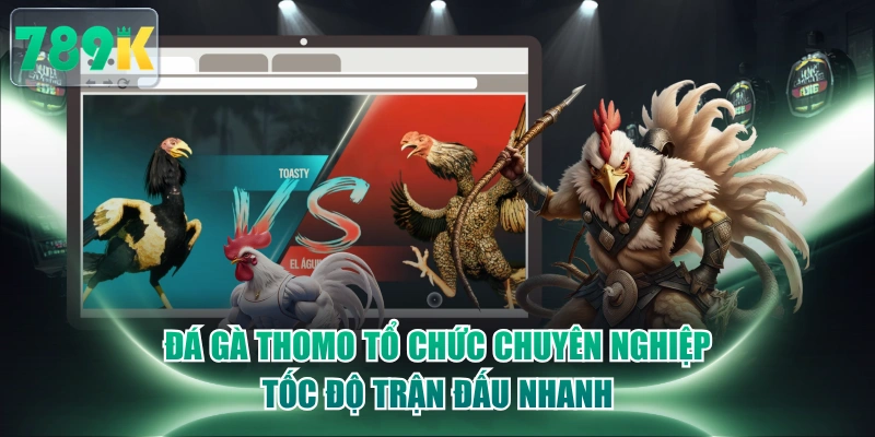 Đá Gà Thomo Tổ Chức Chuyên Nghiệp, Tốc Độ Trận Đấu Nhanh