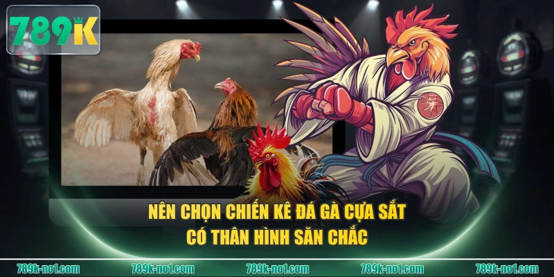Nên chọn chiến kê đá gà cựa sắt có thân hình săn chắc